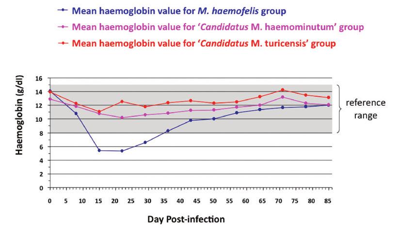 Feline haemoplasma species Mycoplasma haemofelis Often associated with haemolytic anaemia during acute infection.