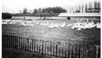 Goose production 25 FIGURE 18 (C). Geese on a pasture with deep litter inside the barn (Poland) FIGURE 18 (D).