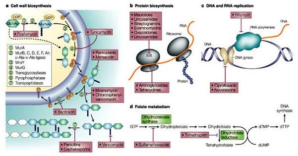 Targets of antibiotics Cell wall biosynthesis DNA &