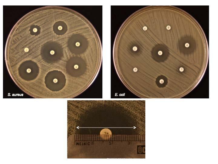 Kirby-Bauer disc testing Antibiotic-impregnated discs placed on an agar plate that has been inoculated with a lawn of