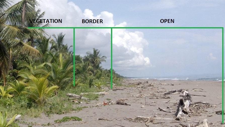 The transect, along with the rest of Playa Norte, is part of the Barra del Colorado Wildlife Refuge and the southern part borders with Tortuguero National Park.