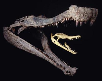 Sarcosuchus Skull of a