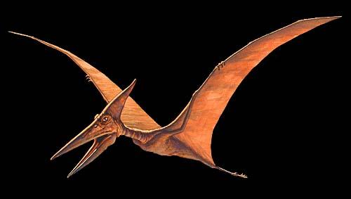 Pterosaurs: did