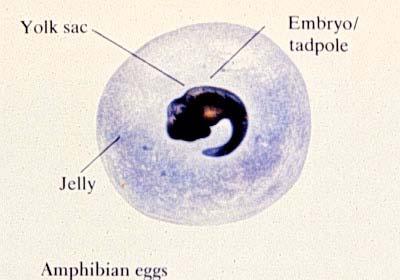 Amphibian Egg: