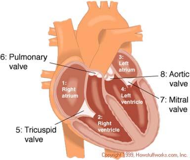 A four-chambered heart.