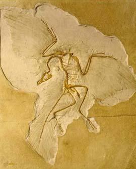 Archaeopteryx, the first