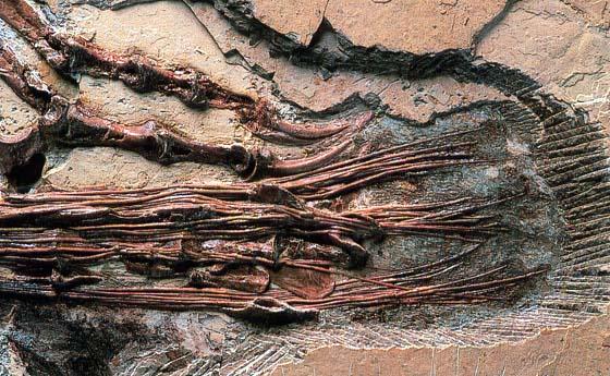 Tail of Chinese dromaeosaur showing bundles of bony ligaments for stiffening the tail, typical of theropods.