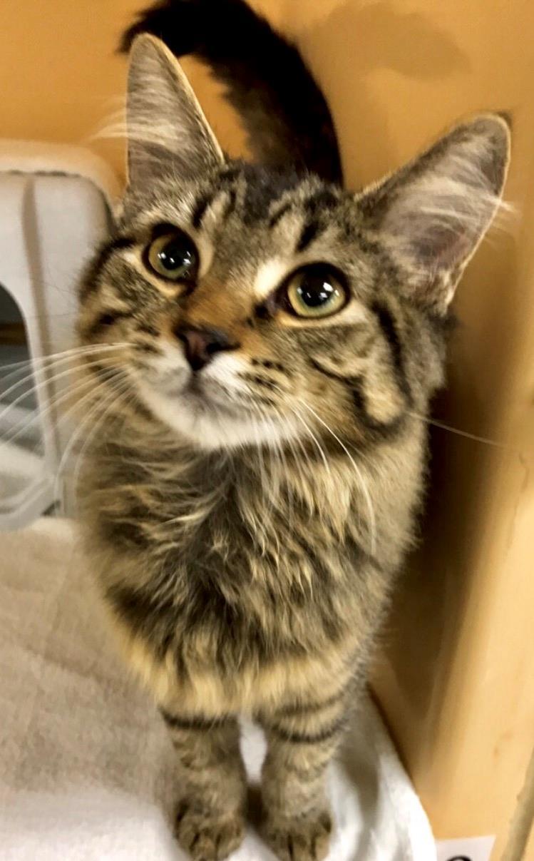 Unlike her supermodel namesake, she can't get enough of her food and gobbles it down. Need a fluffy beauty in your life? Gia is the girl for you! Contact Abby Green at agreen7@wisc.edu.