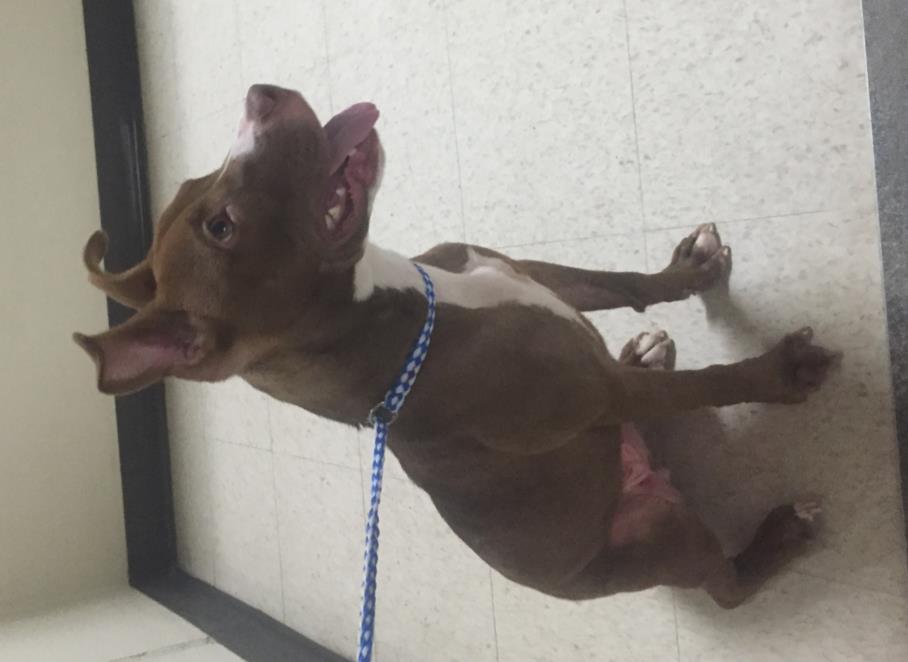 Jackie Brown Meet Jackie Brown! This spunky, little 7-month-old pit bull is in need of a forever home! She has a great disposition, is very friendly and is well-mannered. But wait, there's more!