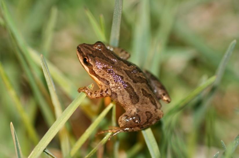 Herbicide Application Potential Impacts: Amphibians and birds are particularly susceptible to the use of herbicides. Follow the application instructions on the container!