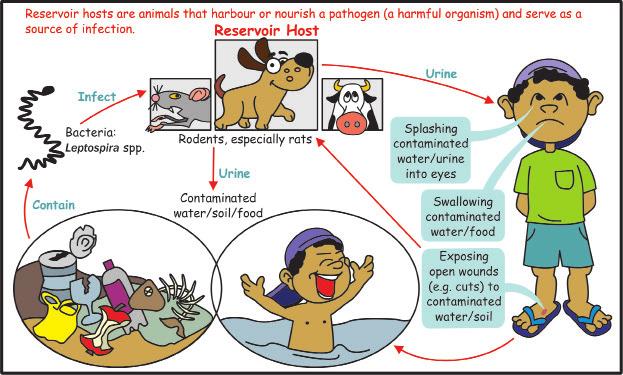 Leptospirosis is an infectious disease transmitted from animal-human-animal (zoonosis) and from animal to animal through infected urine.