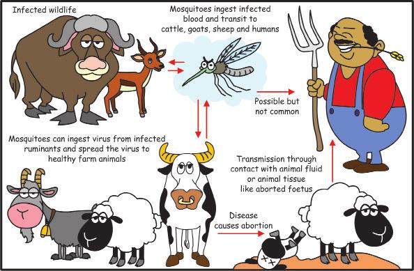 Rift Valley fever is an infectious disease transmitted from animal to human (zoonosis) and from animal to animal through mosquito bites and contact with infected animal tissue.