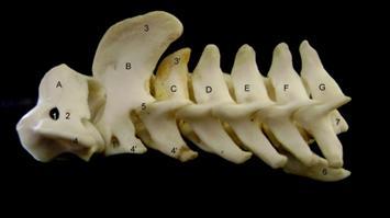 Tobechukwu et al 225 A-F, Sternebra; F, Xyphoid; 1, Xyphoid cartilage; 2, Sternal cartilage. THE VERTEBRAL BONES Figure 6.
