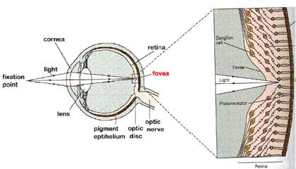 specialized for day vision Low acuity---not in the fovea slow response High acuity---in the fovea fast response High