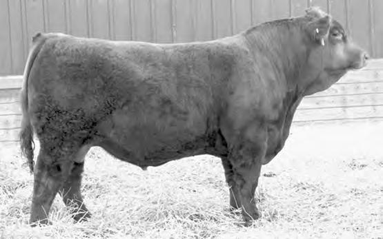 40 HSR Dakota Beef U653 topped the Dakota Xpress Sale in North Dakota at $12,000 when we bought him. Dakota is moderate framed, deep bodied and had a 114 WW ratio and a 112 YW ratio.