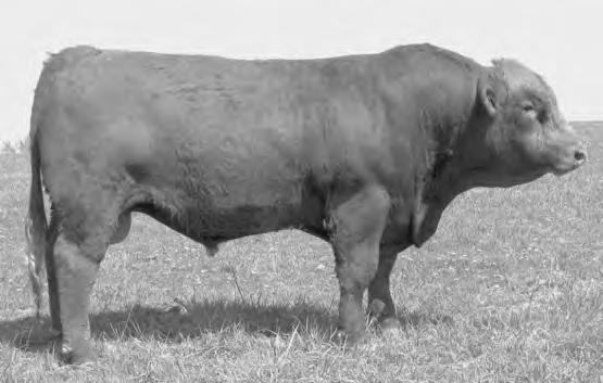 Dakota not only has breed-leading EPDs, but his calves are impressive here. The four consignors at the Dakota Xpress sale commented, He s better than the A.I. bulls.