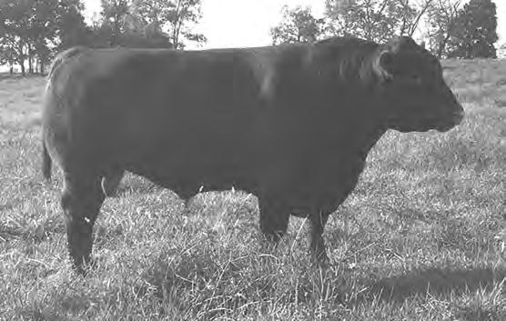 00 Lots of natural thickness WR 114, YR 110 Out of a 2-year-old heifer Dam has an MPPA of 106.