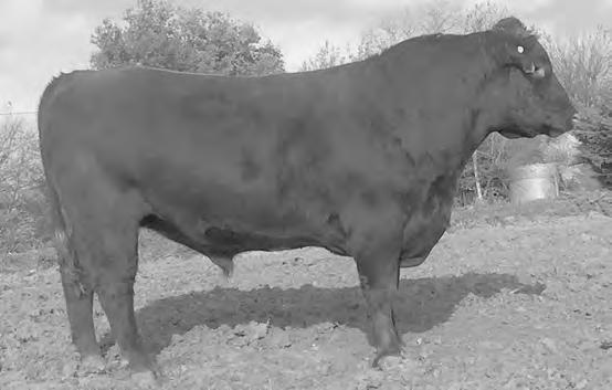 30% Stay and top 12% Marb Outcross heifer bull Fat LSFR FINAL STATEMENT 51Z BD: 3/9/12 RAAA Reg.