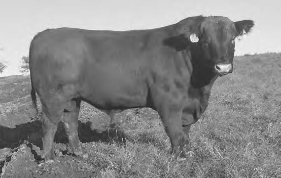 He has low BW (top 8% BW) along with impressive carcass (top 15% Marb, 5% YG and 23% REA and 5% Fat). His dam is a steady producer with a beautiful udder and moderate frame.