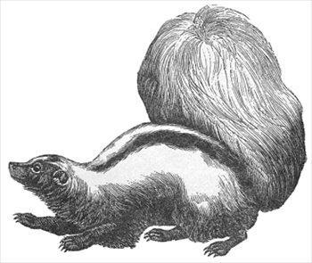 The striped skunk first warns an enemy to back off by raising its tail.