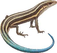 The five-lined skink has a long tail that can break off if it is attacked.