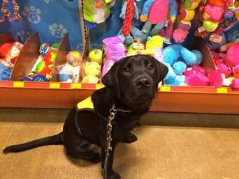 My big day at Petsmart s grand opening! Now, do you think that going to Petsmart is very exciting?