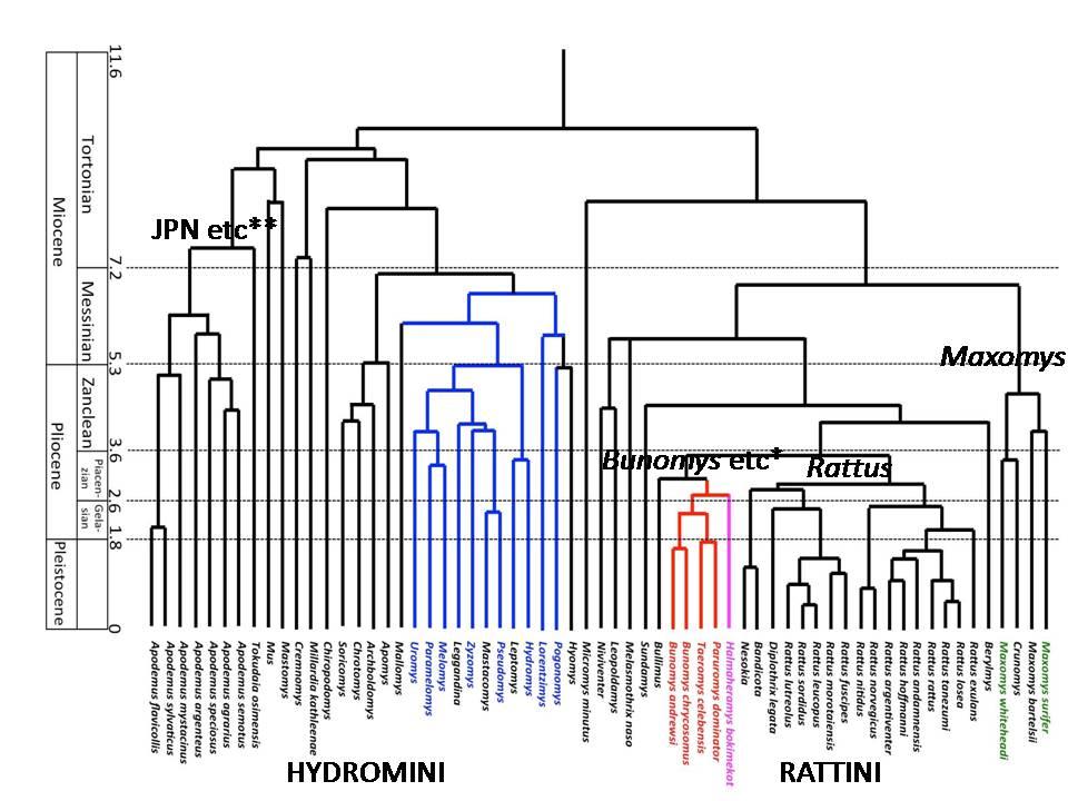 Fig. 4-3. Phylogenetic tree for the subfamily Murinae (modified after Fabre et al., 2013).