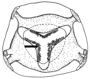 Key to species of Syphacia in Indo-Australian bioregion (revised after Weaver and Smales, 2010; Dewi et al., 2014) A. Oral aperture hexagonal in female.