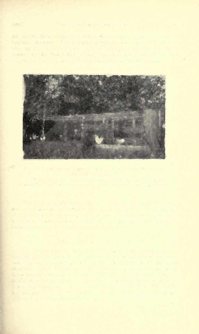 1926] THE TOXICITY OF SALT FOR CHICKENS 137 the poultry farm contained 5 White Wyandotte chickens and 5 White Leghorn chickens.