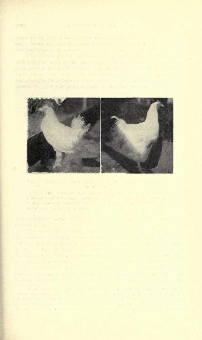 1926] THE TOXICITY OF SALT FOR CHICKENS 141 taken at the end of the feeding test.