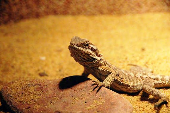 Always be aware that heat can dry out the air in a reptile s home which can have severe health consequences, so it is important to regularly monitor and manage the humidity within the enclosure.