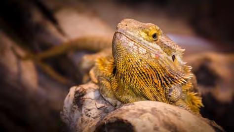 Ensure the basking spot is not too narrow as there is danger in creating a basking spot that is too narrow in focus, causing a small part of your pet to overheat while not warming it s whole body.