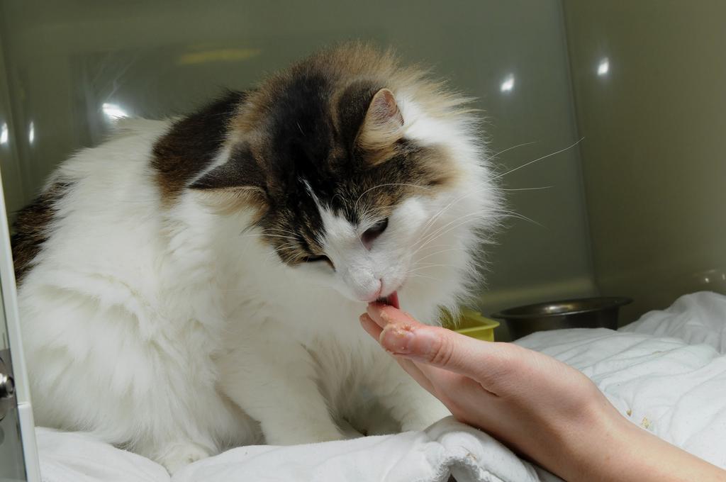 Cat Friendly Clinic Changing your cat s food Why do you need to change your cat s food? Your vet may recommend your cat is fed a different or special diet.