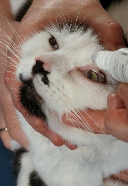 Giving ear drops Hold your cat firmly but gently having a second person to help will make it easier, or you can try wrapping the cat in a towel or blanket if they are wriggly Hold the head and ear in