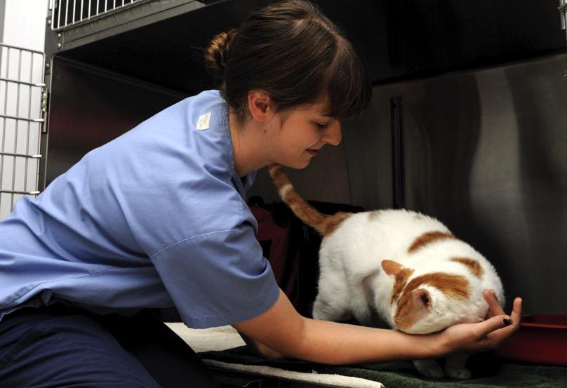 Look for a good veterinary clinic Look for a veterinary clinic that knows and understands cats, and tries to reduce the stress for cats - ideally find a clinic accredited under the International
