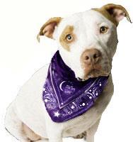 NY Like us on Facebook: Bark For Life Town of Wallkill or visit our website:
