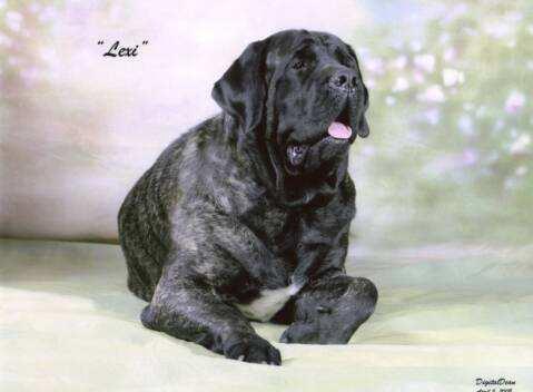 Don t forget that all Mastiffs must have an AKC DNA profile done before they can be entered in the Specialty.