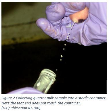 After determining the infected quarter(s) obtain an aseptic (as clean as possible) quarter milk sample. Step by step instructions for aseptic sampling may be found here.