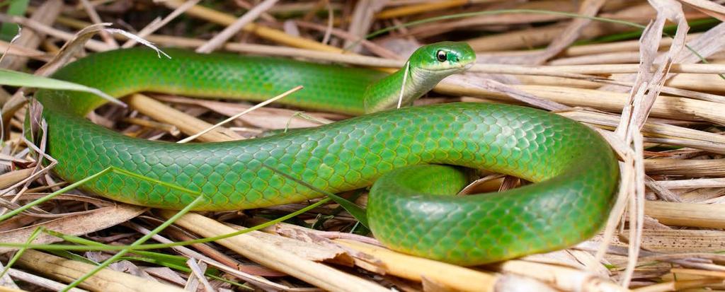 Squamata, Serpentes Smooth Green Snake (Opheodrys vernalis). This insectivorous species was reconfirmed as present at FNAL in 2015 with the discovery of a large, gravid female (HM 63394).