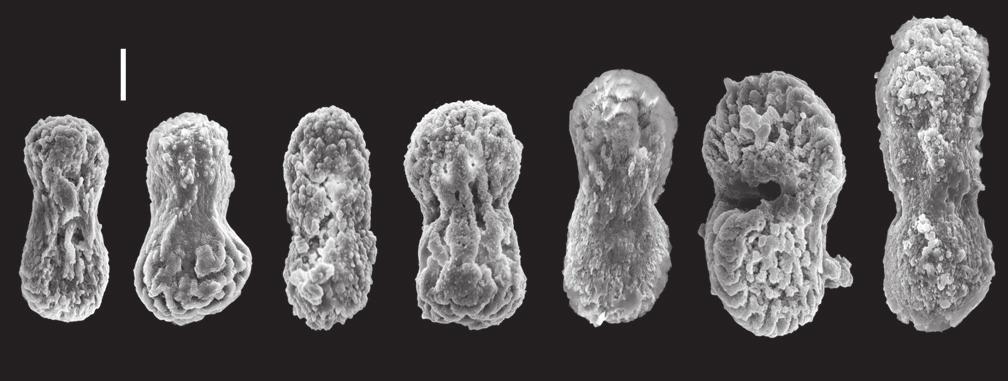 Scale = 10 mm. Figure 4. Aldersladum jengi gen. n.