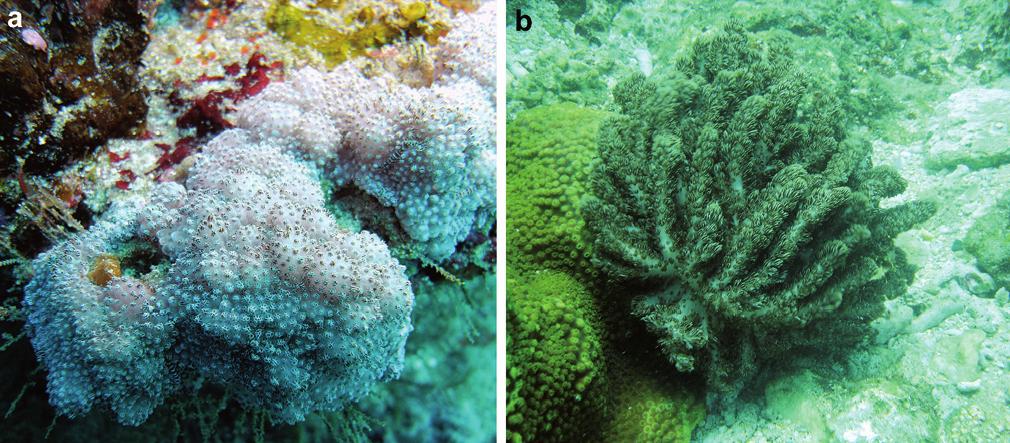 A new genus of soft coral of the family Alcyoniidae (Cnidaria, Octocorallia) with re-description... 7 Figure 6. Underwater photographs of a Aldersladum sodwanum comb. n.* b holotype of A. jengi gen.