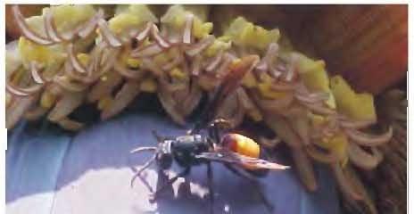 Vespid Wasps