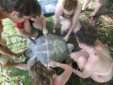 As assistants, our jobs were to help carry the turtles from the boat and place them into rubber tyres, then using a cloth to cover their eyes to reduce stress levels the turtles were carefully held