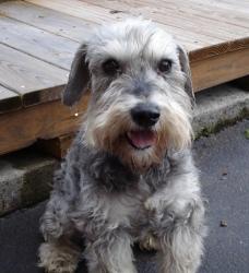 SS Page 2 Schnauzer Rescue of the Carolinas Newsletter SCOTTIE # CL-135-13 year old ADOPTEE Scottie s (CL-135) original family loved him but there was another mini in the home that was very ill.