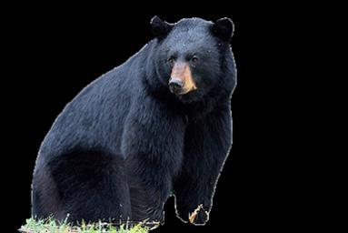 1 7/8 Black Bear Ursus americanus The black bear