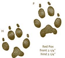 1 1/2 1 5/8 Red Fox Vulpes vulpes front 2 1/4 hind