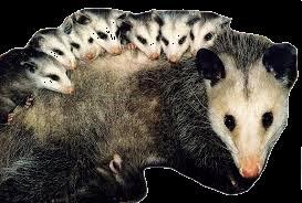 Virginia Opossum Didelphis Virginia The