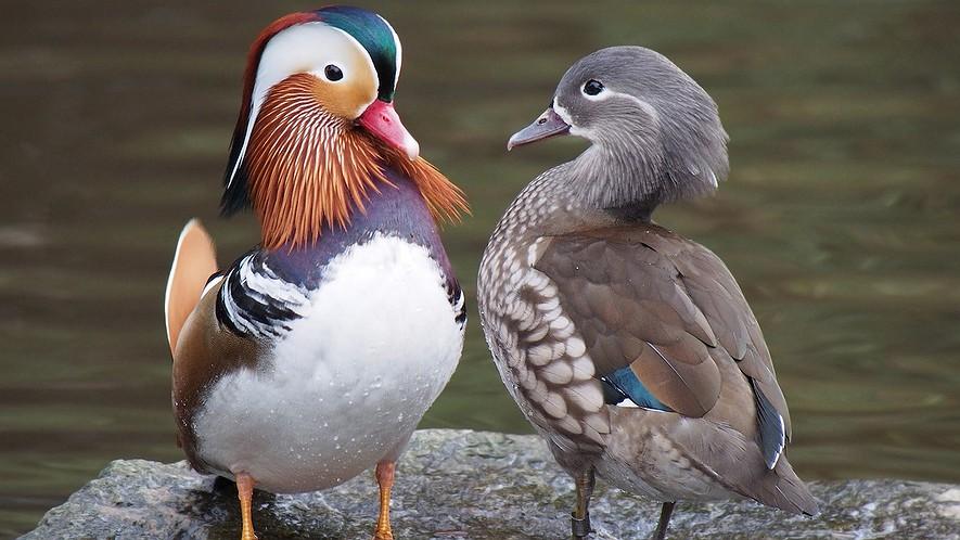 Everyday Mysteries: Why most male birds are more colorful than females By Scientific American, adapted by Newsela staff on 02.06.