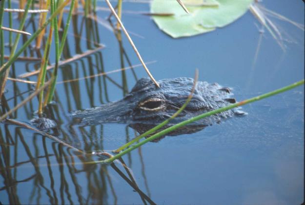 Habitat Live in wetlands, canals, streams, ponds, lakes, and marshes Largest populations in FL found
