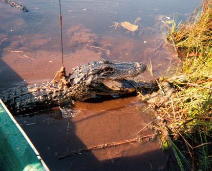 Alligator Hunting Regulated by the FFWCC Random lottery